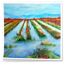 2010-Arrozal_01